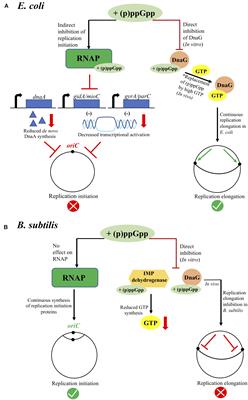 Bacterial Chromosome Replication and DNA Repair During the Stringent Response